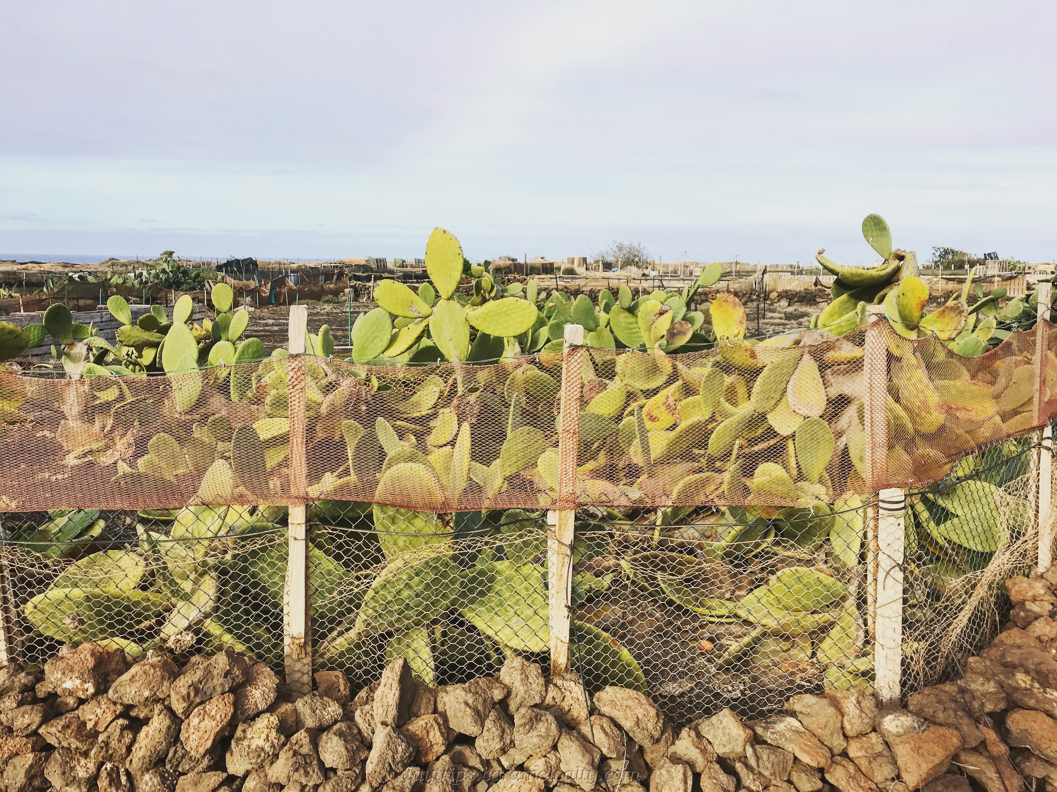 Cacti Farm btw Aguja & Mohon