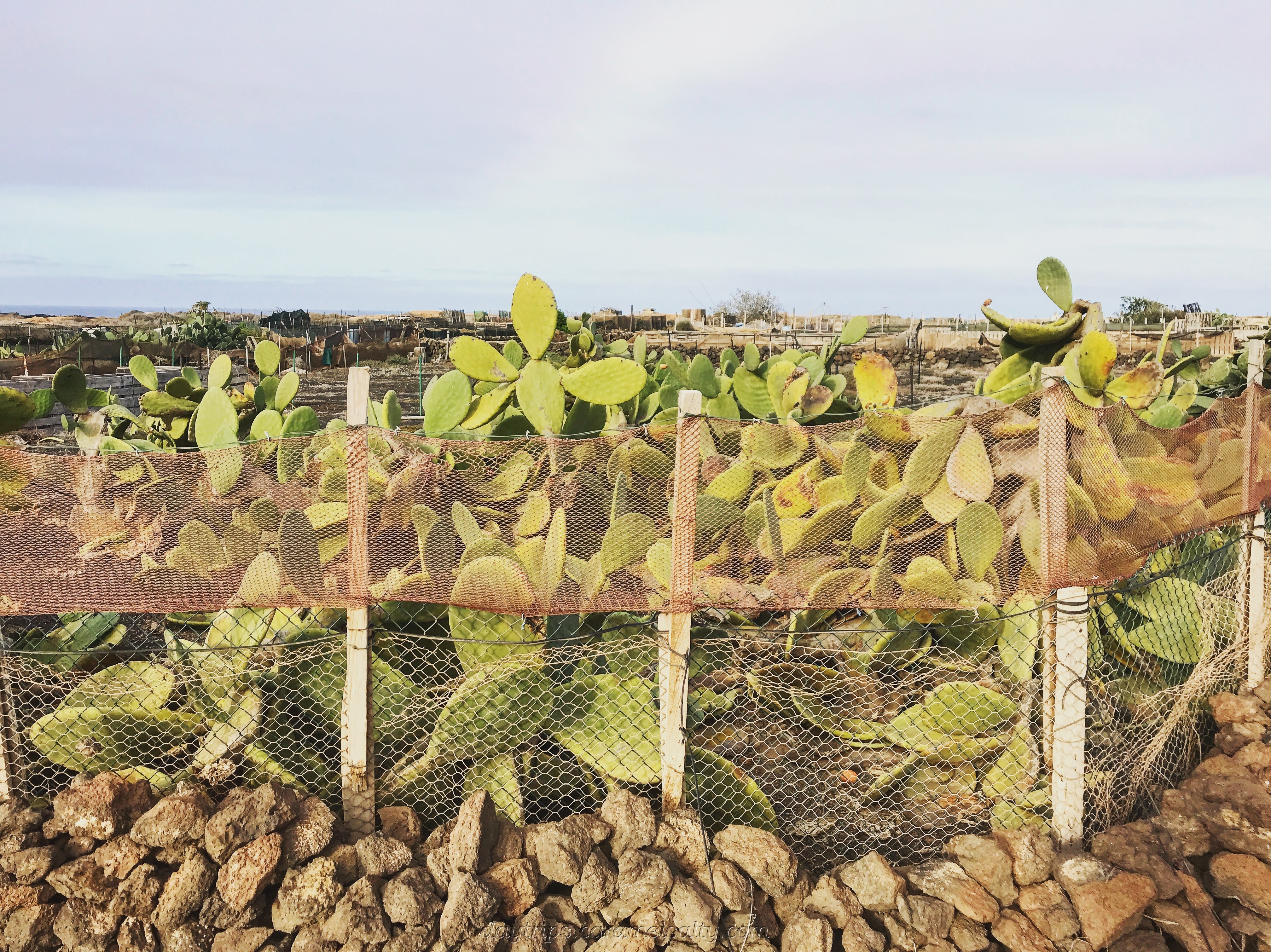 Cacti Farm btw Aguja &amp; Mohon