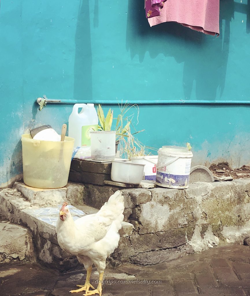 A Chicken Wanders Under Hanging Laundry