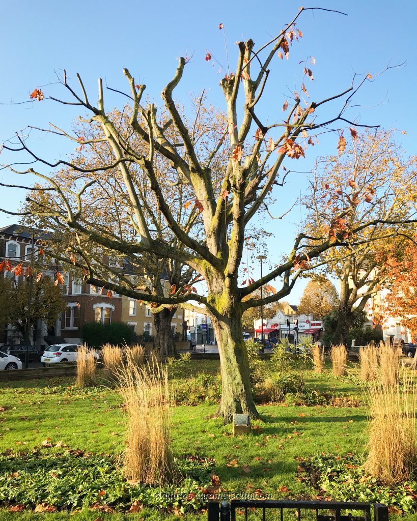 Oak Tree on Highlever Road