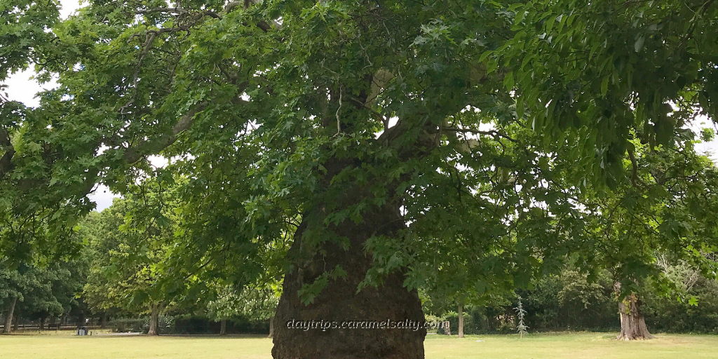 The Stunted Plane at Ravenscourt Park