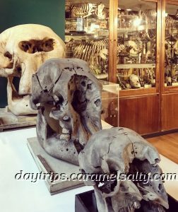 Skeletons at the Grant Zoology Museum