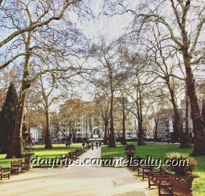 Berkeley Square Has The Oldest Plane Trees in London