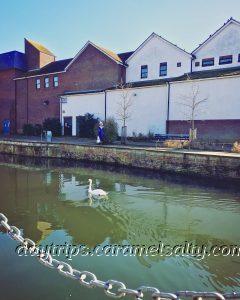 A Swan Along the River Lea, Along Folly Island