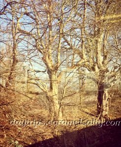 View of Bare Winter Trees from the Train