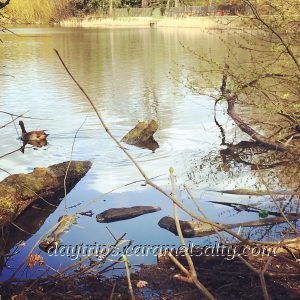 The Lake at Osterley Park