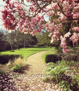 Pink Magnolias and Borders at Osterley Park