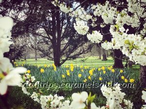 Daffodils at Osterley Park