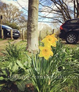 Daffodils at Osterley Lane