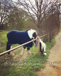 A Tethered Horse on Osterley Lane