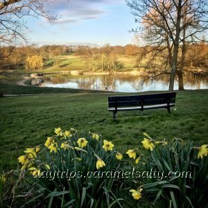 Daffodils, Lakes and Heath and Hampstead Heath