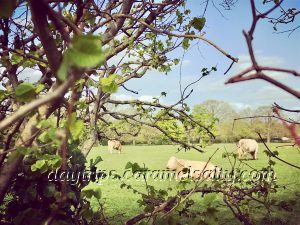 Cows Grazing in Fields in Osterley Park