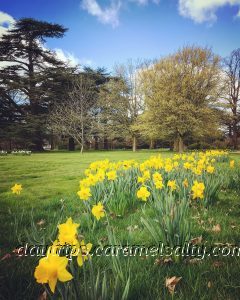 Daffodils at Osterley Park