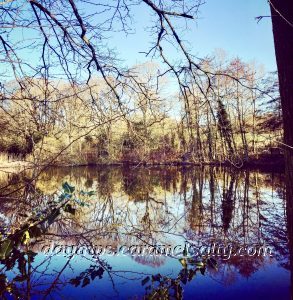 Stock Pond in Hamsptead Heath