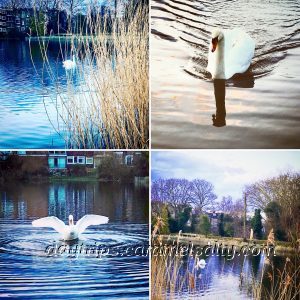 A Montage of the Swans at Hampstead Heath