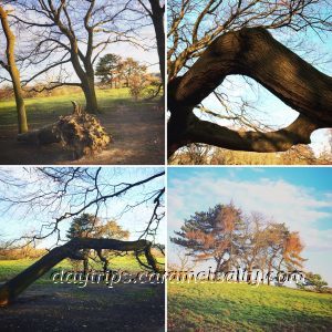 A Montage of Trees Around Hampstead Heath