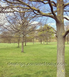 Trees in Hyde Park 