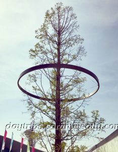 An Olympic History Tree