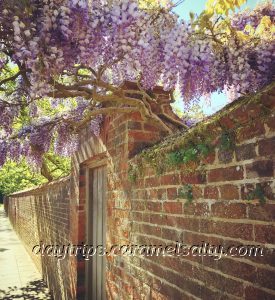 Wisteria In Wintancaester Now Known As Winchester