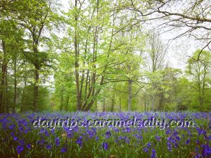 Blue Bells At Cliveden