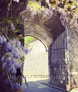 Wisteria At The Entrance To The Cathedral 