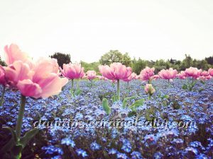 Flowers on The Parterre