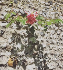 Rose on A Flint Wall