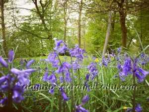 Carpets of Blue Bells At Cliveden