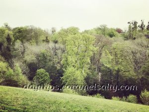 Mature Trees Surround Cliveden