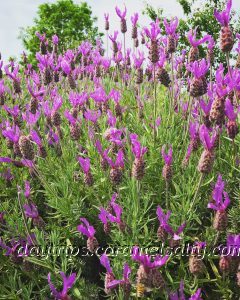 Flowers in Southchurch Park