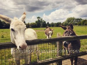 The Retired Donkeys On King's John Playing Fields, Eltham