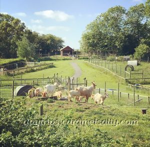Guernsey Goats At The Salvation Army Farm