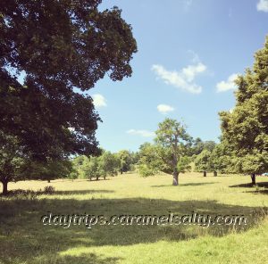 The Parkland At The Entrance to Hughenden Manor