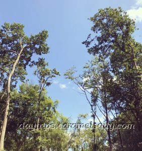 Oak Trees Along The Red Route