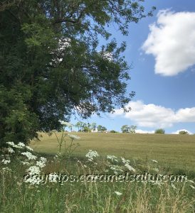 The Orange Route - A Path Through Pastures and Farmland