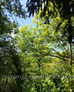 Many Shades Of Green In Hughenden's Woods