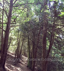 The German Forest Walk Along The Purple Route