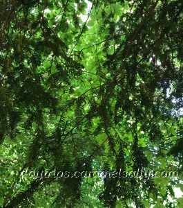 A Thick Cover Of Pines and Lime Trees in The German Forest Walk