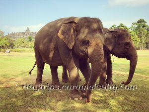 Elephants At Borobodur