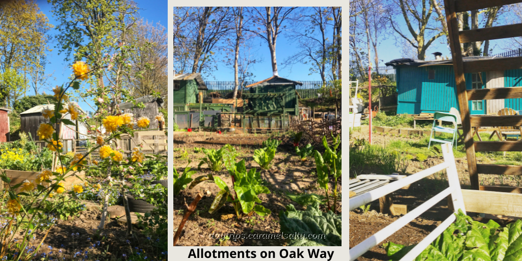 Allotments on Oak Way, Acton Vale