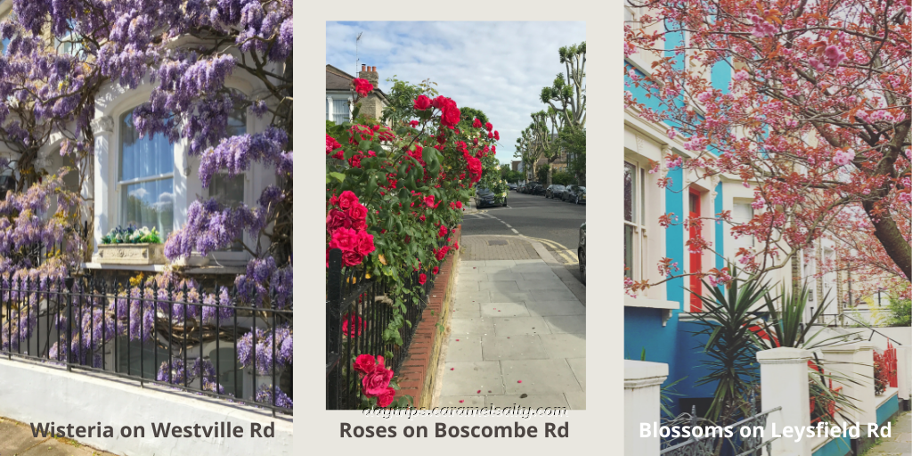 Wisteria on Westville Road, Roses on Boscombe Road and Blossoms on Leysfield Road